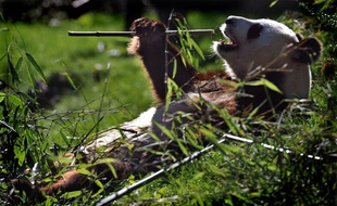 Le panda Yuan Zai fait le plein de calories